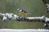 Blue Tit (Parus caeruleus)