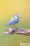 Blue Tit (Parus caeruleus)