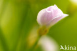 Cuckoo flower (Cardamine pratensis var angustifolia)