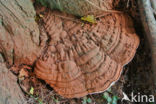 Platte tonderzwam (Ganoderma lipsiense)