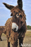 Poitou donkey (Equus asinus)