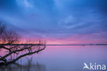 Polder de Biesbosch