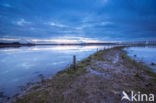 Polder de Biesbosch