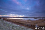 Polder de Biesbosch