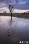 Polder de Biesbosch