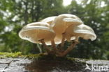 Porcelain fungus (Oudemansiella mucida)