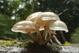 Porcelain fungus (Oudemansiella mucida)