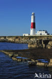 Portland Bill