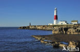 Portland Bill