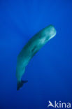 Potvis (Physeter macrocephalus) 