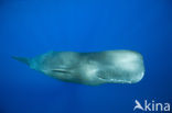 Potvis (Physeter macrocephalus) 