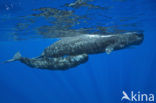 Potvis (Physeter macrocephalus) 