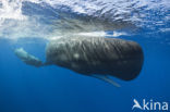 Potvis (Physeter macrocephalus) 