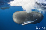 Potvis (Physeter macrocephalus) 