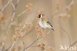 European Goldfinch (Carduelis carduelis)