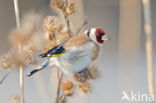 European Goldfinch (Carduelis carduelis)