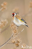 European Goldfinch (Carduelis carduelis)