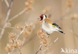 European Goldfinch (Carduelis carduelis)