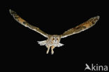 Long-eared Owl (Asio otus)