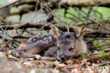 Roe Deer (Capreolus capreolus)