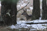 Roe Deer (Capreolus capreolus)