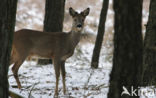 Roe Deer (Capreolus capreolus)