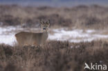 Roe Deer (Capreolus capreolus)