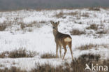 Roe Deer (Capreolus capreolus)