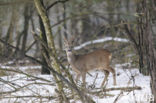 Roe Deer (Capreolus capreolus)