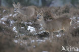 Roe Deer (Capreolus capreolus)