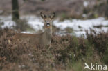 Roe Deer (Capreolus capreolus)