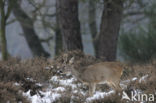 Roe Deer (Capreolus capreolus)