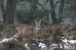 Roe Deer (Capreolus capreolus)