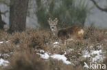 Roe Deer (Capreolus capreolus)