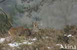 Roe Deer (Capreolus capreolus)