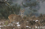 Roe Deer (Capreolus capreolus)