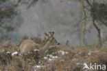 Roe Deer (Capreolus capreolus)