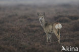 Roe Deer (Capreolus capreolus)