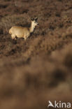 Roe Deer (Capreolus capreolus)