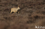 Roe Deer (Capreolus capreolus)