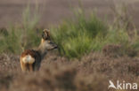 Roe Deer (Capreolus capreolus)
