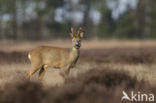 Roe Deer (Capreolus capreolus)