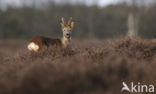 Roe Deer (Capreolus capreolus)