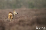 Roe Deer (Capreolus capreolus)