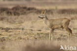 Roe Deer (Capreolus capreolus)