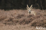 Roe Deer (Capreolus capreolus)