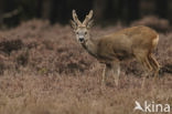 Roe Deer (Capreolus capreolus)