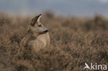 Roe Deer (Capreolus capreolus)