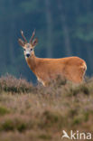 Ree (Capreolus capreolus)