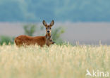 Roe Deer (Capreolus capreolus)